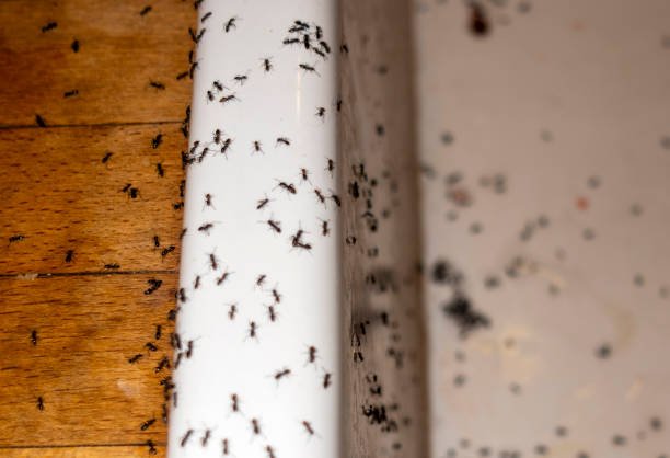 Best Ant Control Services  in Wildewood, MD